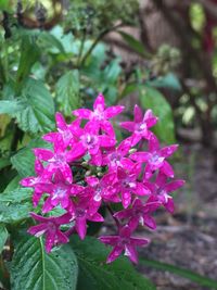 Close-up of pink flowers blooming outdoors