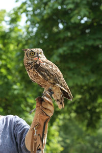 Close-up of bird