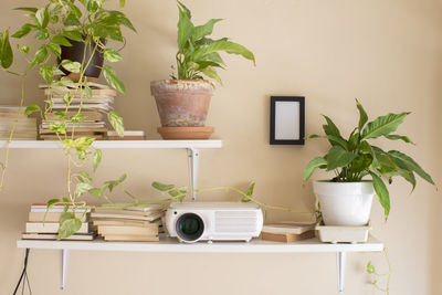 Potted plant on table at home. books, plants and projector room.