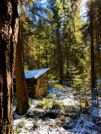 Hut by trees in forest