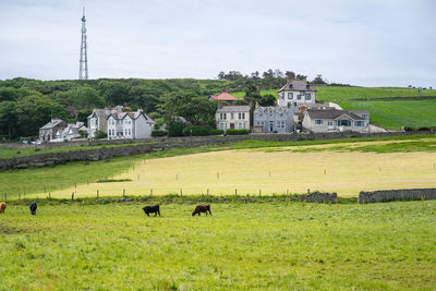 View of houses on grassy field against sky