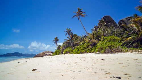 Palm trees on beach against blue sky