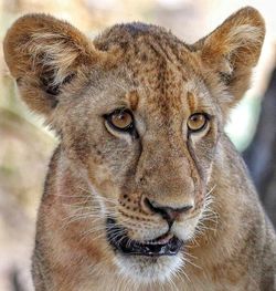 Close-up portrait of lion