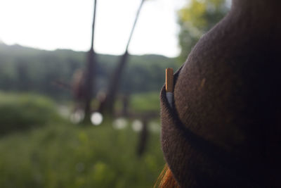 Rear view of horse against blurred background