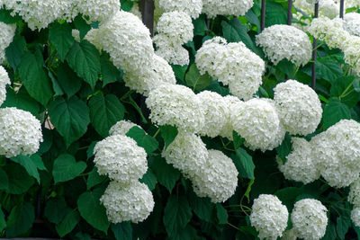 Full frame shot of white hydrangea