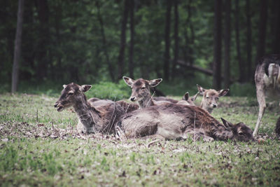 Deer in a forest