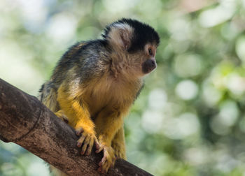 Monkey sitting on branch