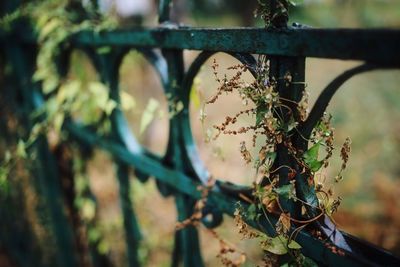 Close-up of rusty metal railing