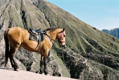 Horse standing on mountain against sky