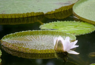 Close-up of lotus floating on water in lake