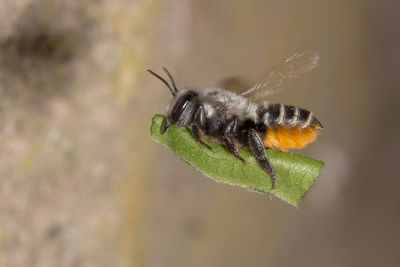 Close-up of bee flying with piece of leaf