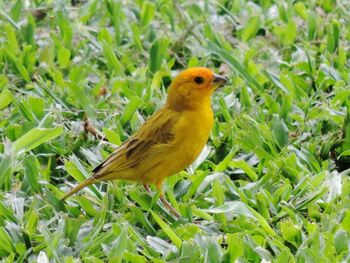 Close-up of bird perching on plant in field