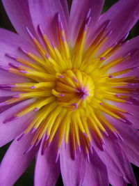 Close-up of purple flower