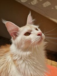 Close-up of cat looking away