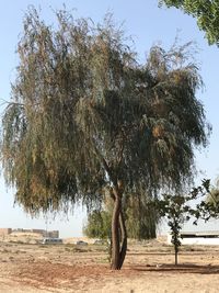 Trees on field against clear sky