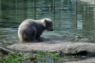 Side view of polar bear standing in lake