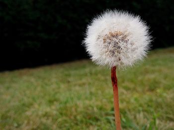 Close-up of dandelion flower