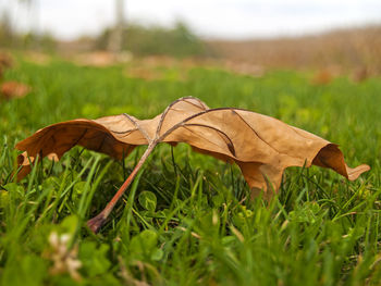 Close-up of autumn leaf on field