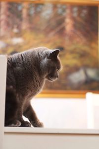 British shorthaired cat 