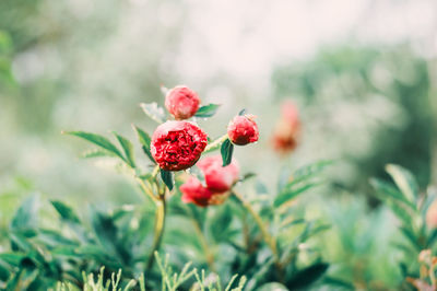 Close-up of red flowers growing on plant