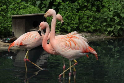 Flamingos strutting in water 