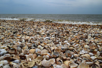 Seashells on beach against sky