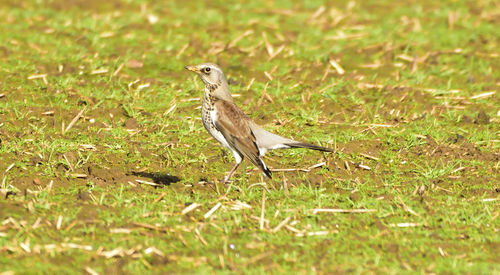 Bird perching on field
