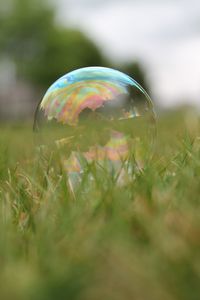 Close-up of grass