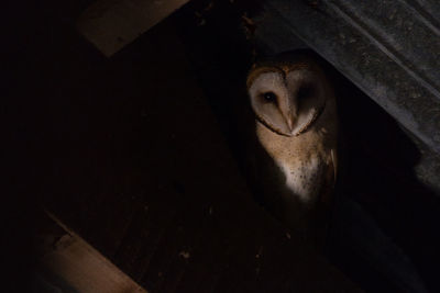 Barn owl in a barn at night, low angle