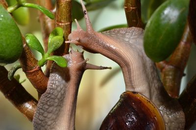 Close-up of snail on tree