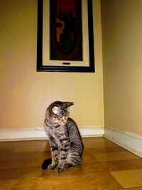 Cat sitting on floor at home