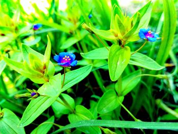 Close-up of purple flowers