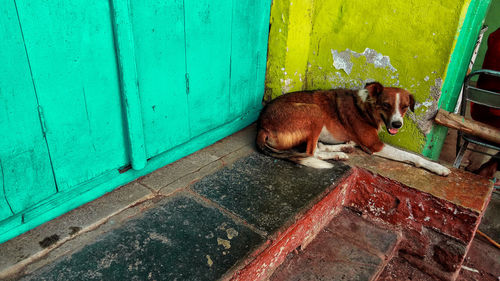 Cat lying on wall