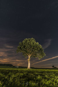 Single tree on grassy field