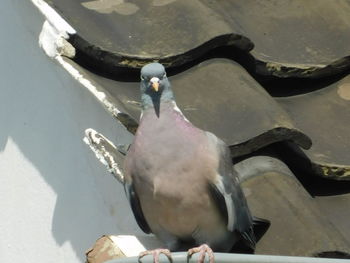 High angle view of pigeons perching