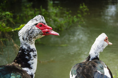 Close-up of birds against blurred background