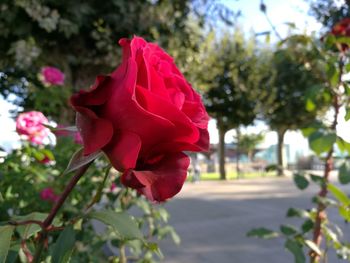 Close-up of red rose blooming outdoors