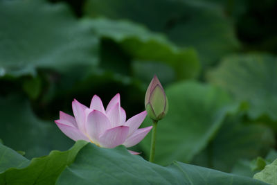 Close-up of white flower