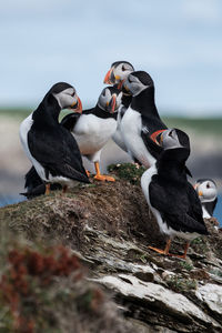 Close-up of a group of puffins interacting