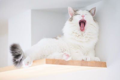 Portrait of cat yawning