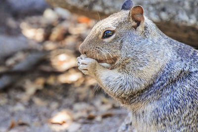 Close-up of squirrel