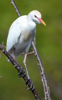 Close-up of bird perching on branch