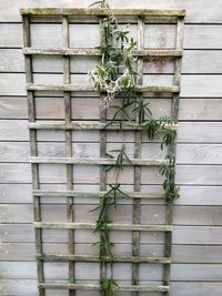 Close-up of ivy on building