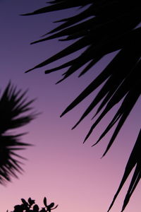 Low angle view of silhouette palm trees against clear sky