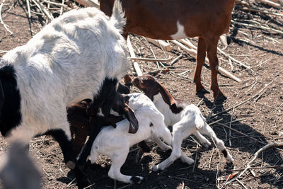 High angle view of goat on field