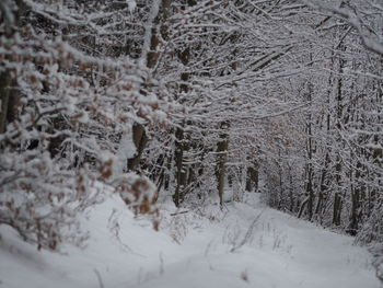 Frozen trees during winter