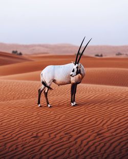 Wild animal looking away standing on desert against sky