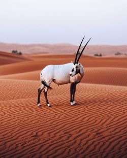 Horse standing in a desert
