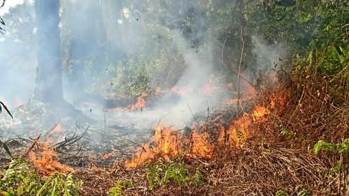 wildfire