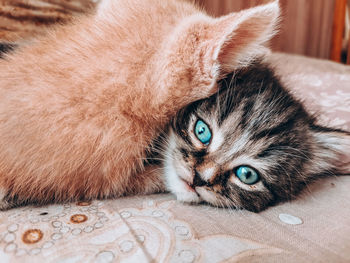 Close-up portrait of a cat